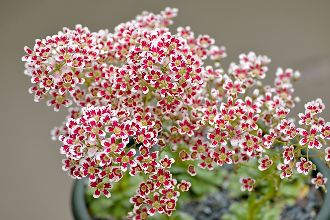Saxifraga cotyledon Sorten